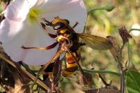 Milesia crabroniformis