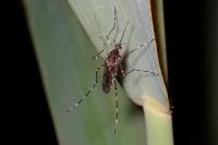 Culiseta annulata