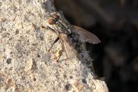 Sarcophaga carnaria