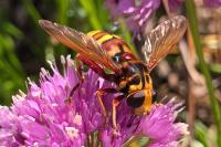 Milesia crabroniformis