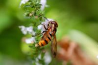 Volucella inanis