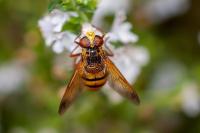 Volucella inanis