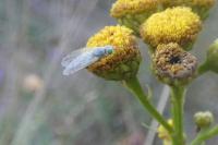Acanthiophilus helianthi