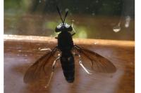 Hermetia illucens