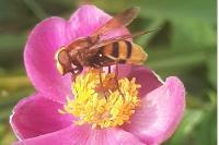 Volucella zonaria