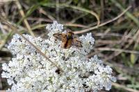 Ectophasia crassipennis