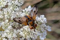 Ectophasia crassipennis