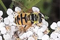 Myathropa florea