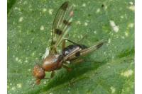 Geomyza tripunctata