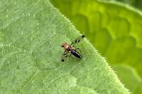 Geomyza tripunctata