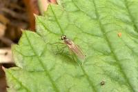 Lonchoptera