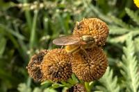 Scathophaga stercoraria