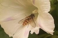 Episyrphus balteatus