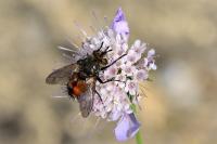 Phryxe magnicornis