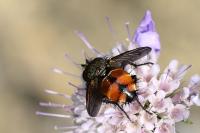 Phryxe magnicornis