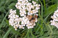 Ectophasia crassipennis