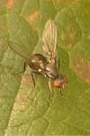 Nemopoda nitidula