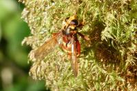 Milesia crabroniformis