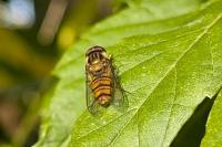 Episyrphus balteatus