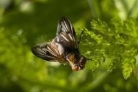 Ectophasia crassipennis