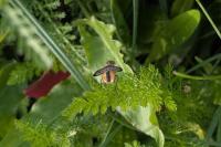 Ectophasia crassipennis