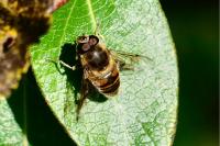 Eristalis tenax