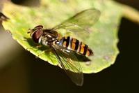 Episyrphus balteatus