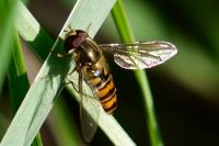 Episyrphus balteatus
