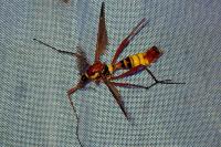 Ctenophora ornata