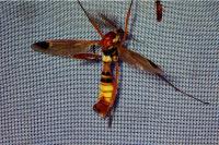 Ctenophora ornata