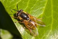 Callicera