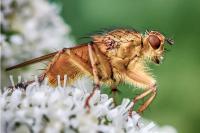 Scathophaga stercoraria