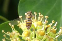 Episyrphus balteatus
