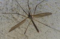 Tipula