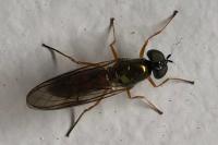 Sargus bipunctatus