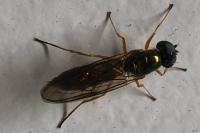 Sargus bipunctatus