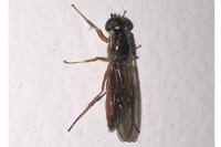 Sargus bipunctatus