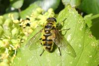 Myathropa florea