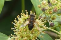 Eristalis pertinax