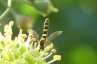 Sphaerophoria scripta