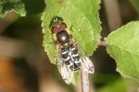 Scaeva pyrastri