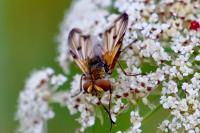 Ectophasia crassipennis
