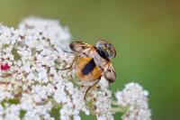 Ectophasia crassipennis