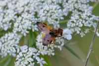 Ectophasia crassipennis