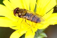 Episyrphus balteatus