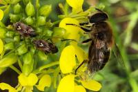 Eristalis tenax