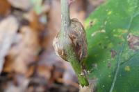 Lasioptera rubi