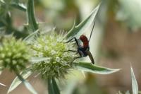 Cylindromyia bicolor