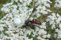 Cylindromyia bicolor