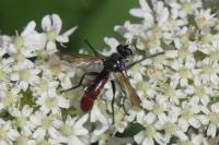 Cylindromyia bicolor